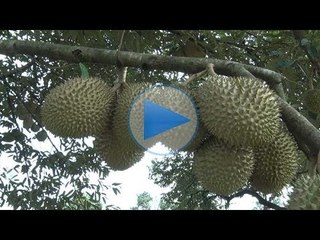Jabatan Pertanian jamu 100 biji durian kepada media