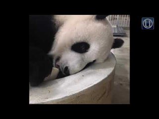 Anak kedua panda gergasi selamat dilahirkan