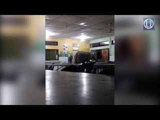 Gajah liar 'lawat' kantin sekolah