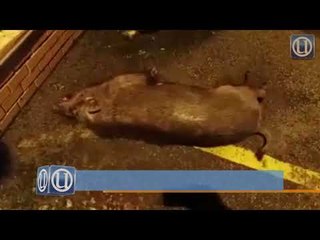 Tular: Babi hutan masuk masjid sondol jemaah