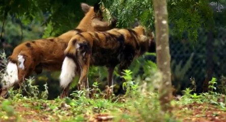 The Secret Life of the Zoo S03 - Ep06  6 HD Watch