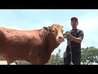 Descargar video: MAHA 2018  Pemuda 29 tahun miliki 32 lembu hibrid sado