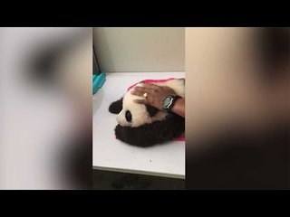 ‘Shela-shela’ sebutan pertama anak panda gergasi