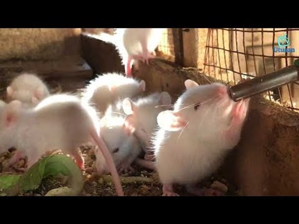 Ternakan tikus makmal hasilkan  pendapatan lumayan