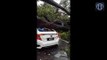 Pokok tumbang hempap empat kenderaan