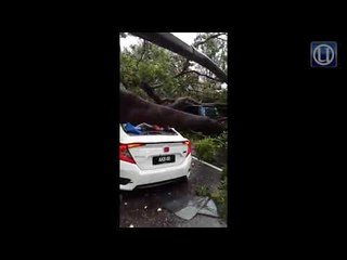 Pokok tumbang hempap empat kenderaan