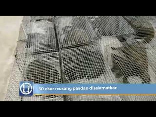 60 ekor musang pandan diselamatkan