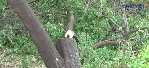 சந்தன மரம் வெட்டி கடத்தல்!