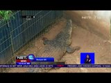 Museum Reptil Akan Merawat Buaya Hasil Evakuasi Dari Kolam Warga - NET 12