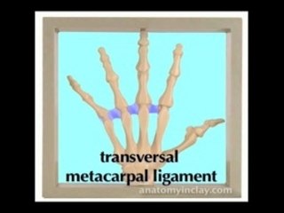 Bones of the Hand Anatomy in Clay (TM)