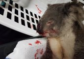 Wounded Koala on the Mend After Being Rescued From Road