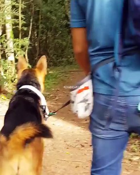 German Shepherd Face Off With Weird Looking Creature