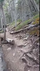 Hikers Try To Keep Their Cool Upon Encountering A Monster Grizzly Bear