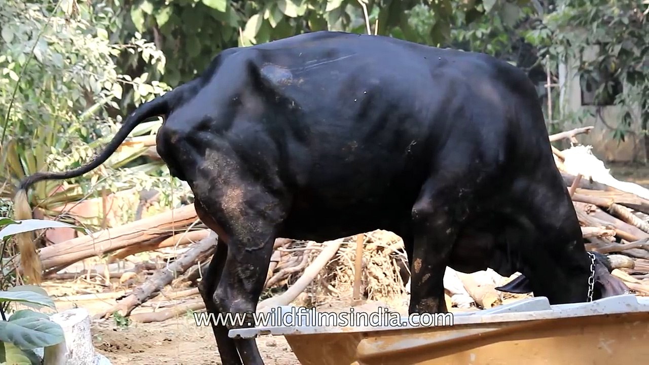 Calf is born before your eyes- Birds and bees s...