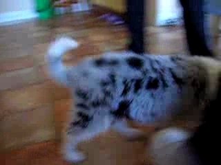 Border Collie Puppy Faith Does Down