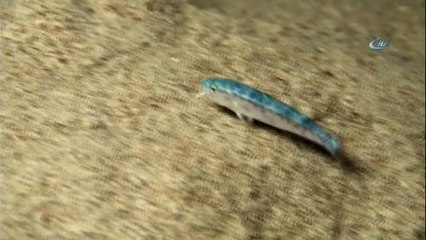 Kızıldeniz'den Geldi, İlk Kez Görüntülendi