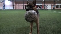 Kurt Köpeğinin Futbol Tutkusu