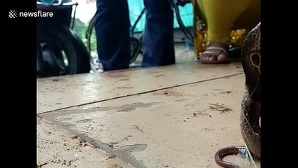 Glue removed from baby cobra’s head in tense rescue
