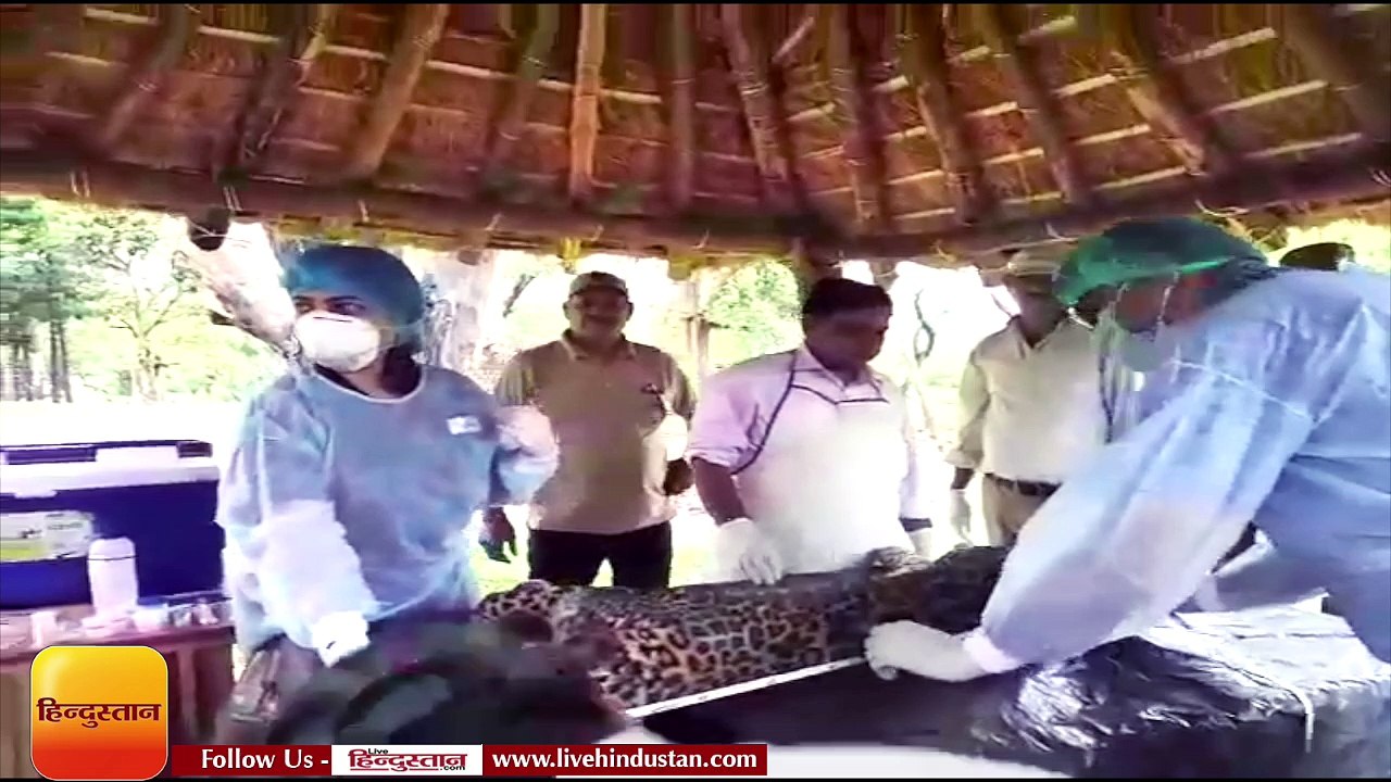 राजाजी टाइगर रिजर्व की टीम ने कड़ी मेहनत से एक आदमखोर गुलदार को मार गिराया