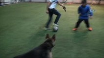 Kurt köpeğinin futbol tutkusu