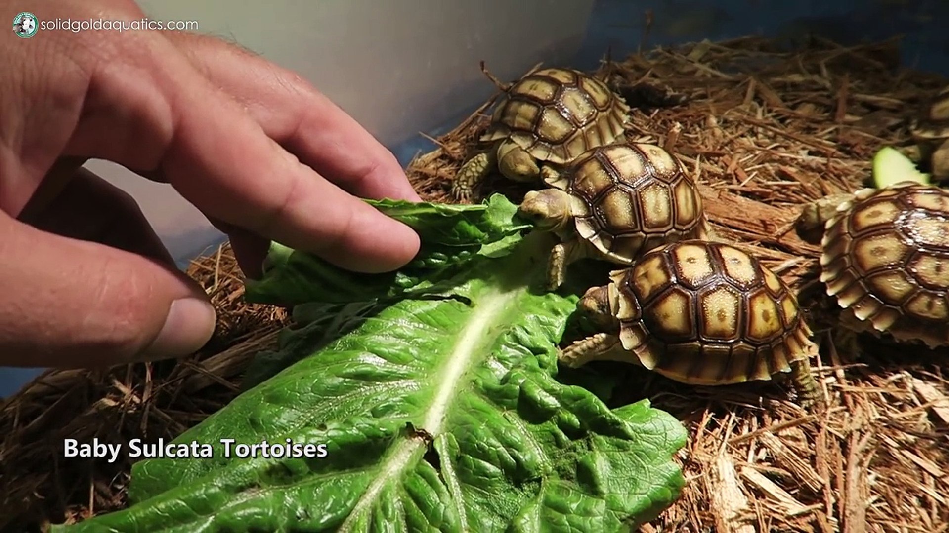 baby tortoise pet