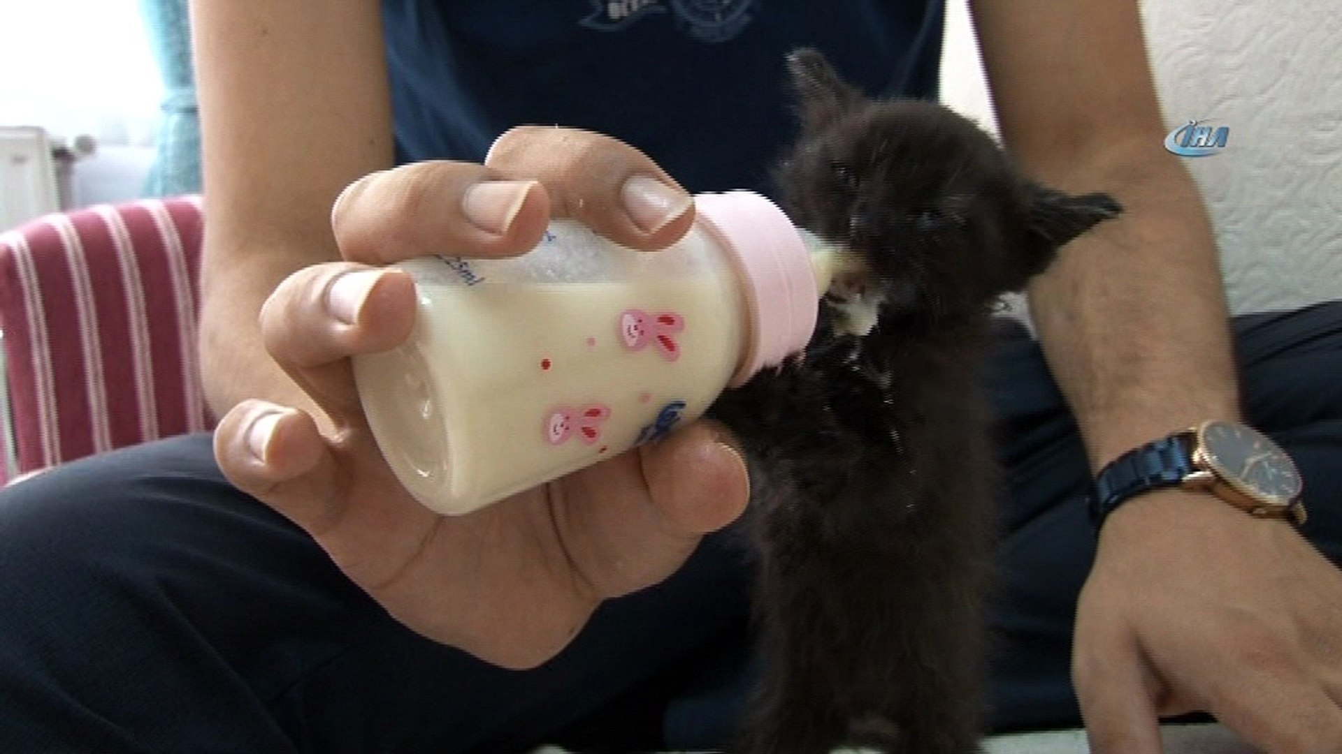 Yavru Kedileri Biberonla Buyutuyor Dailymotion Video