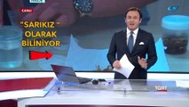 Halk Arasında 'Sarıkız' Olarak Bilinen, Et Yiyen Örümcek Zehirli mi?