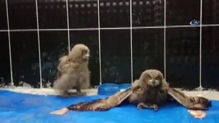 Yavru Puhuların tedavisi sürüyor