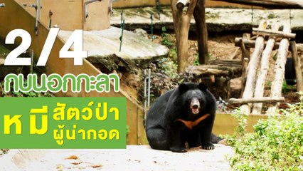 กบนอกกะลา : หมี "สัตว์ป่าผู้น่ากอด ช่วงที่ 2/4 (21 มิ.ย.61)