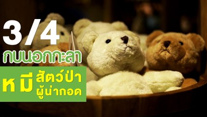 กบนอกกะลา : หมี "สัตว์ป่าผู้น่ากอด ช่วงที่ 3/4 (21 มิ.ย.61)