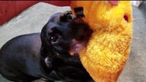 Husky throws tantrum after dachshund steals favourite toy