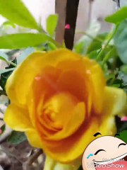 yellow colour cute rose flower