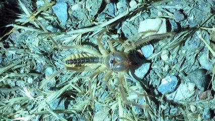 'Sarı kız zararlı değil yararlı'