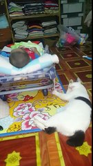 Un chat berce un bébé