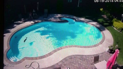 Un biche fait trempette dans une piscine