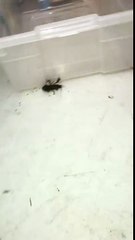 Lancer une pièce à une écrevisse