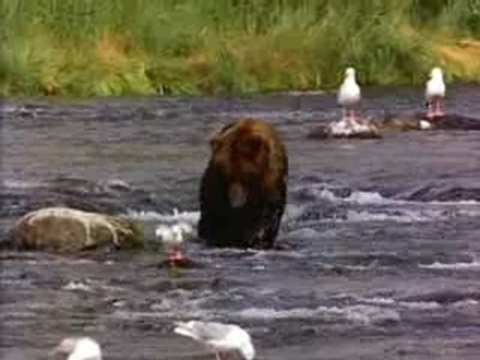 Bear
