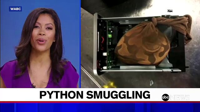 TSA agents find python hidden in hard drive