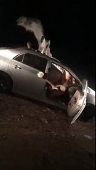فيديو حادث غريب بين سيارة سعوديين وجمل وهذا هوا مصيرهما