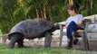 Son animal de compagnie : une tortue géante qui adore les calins