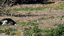 Penguin Mating | Wild Animals - Planet Doc Full Documentaries