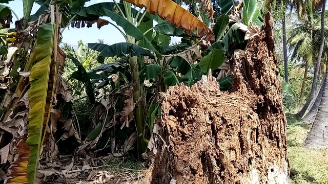 Capok or KAPOK or silk cotton Tree