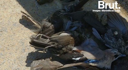 Espagne : un mur antibruit à l'origine d'un "massacre d'oiseaux"