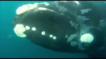 Huesos revelan dos especies perdidas de ballenas