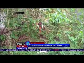 Buaya Sepanjang 4,5 Meter Dievakuasi dari Kolam Milik Warga - NET 24