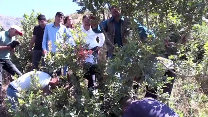 Menengiç ağaçları ile ekonomiye katkı gençlere istihdam - BİTLİS