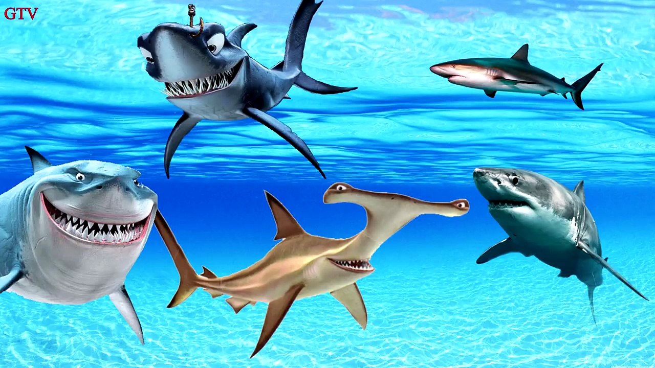 Finger Family Shark Family Nursery Rhyme | Animal Finger Family | Fish Finger Family for children