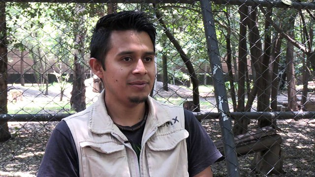 Oito filhotes de lobo mexicano nascem em zoológico
