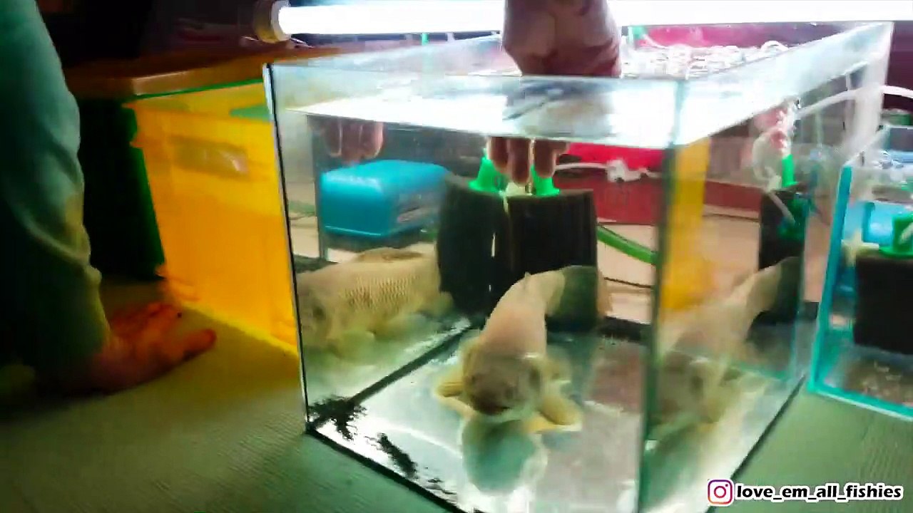 Un poisson-loup lui donne ce qu'il recherchait !