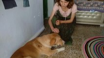İşkence Gören Sokak Köpeğine Hayvan Severler Sahip Çıktı